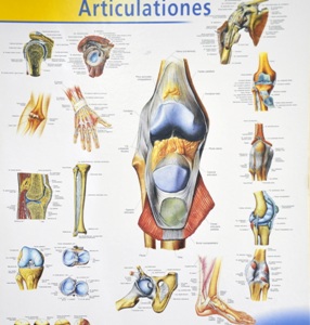 balta sustav artritas