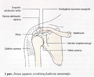 peties sanarys anatomija